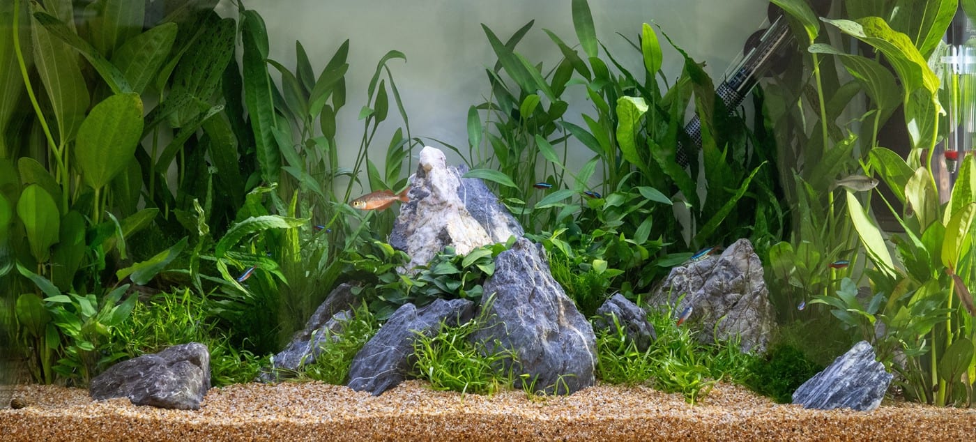 Akvarium tilplantet med planter fra Tropica